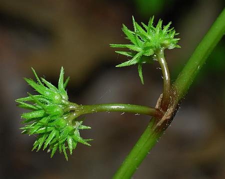 Hydrophyllum_canadense_fruits.jpg