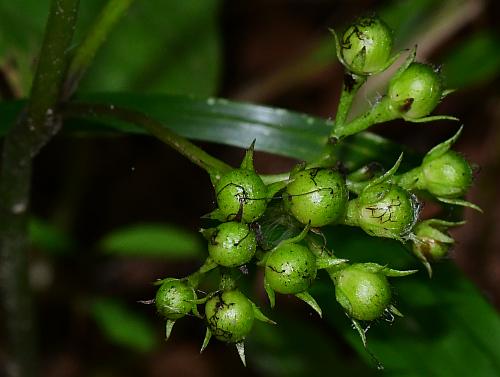 Hydrophyllum_canadense_fruits2.jpg