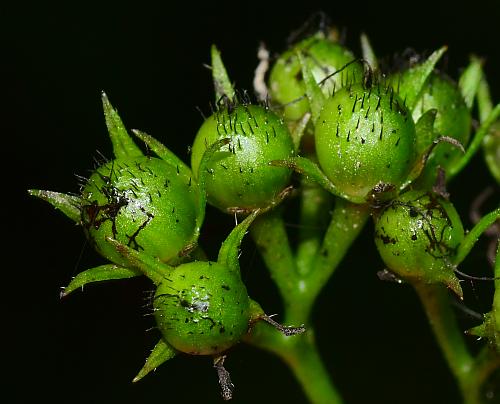 Hydrophyllum_canadense_fruits3.jpg