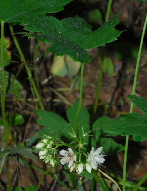 Hydrophyllum_canadense_plant.jpg