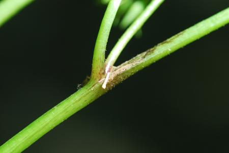 Hydrophyllum_canadense_stem.jpg