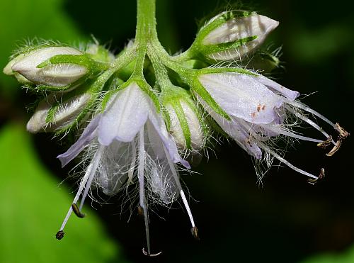 Hydrophyllum_virginianum_calyx2.jpg