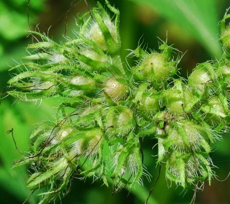 Hydrophyllum_virginianum_fruits.jpg