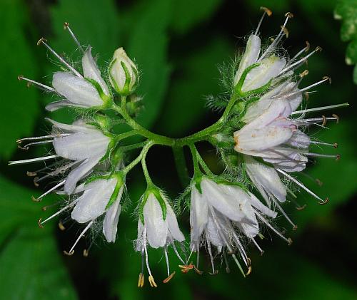 Hydrophyllum_virginianum_inflorescence.jpg