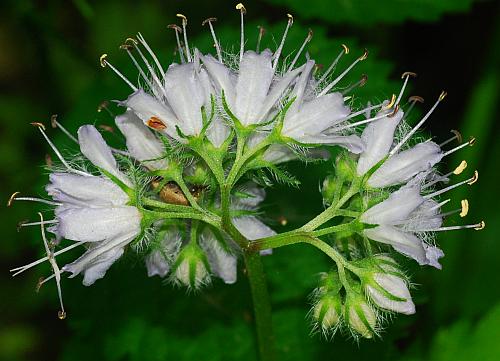 Hydrophyllum_virginianum_inflorescence2.jpg