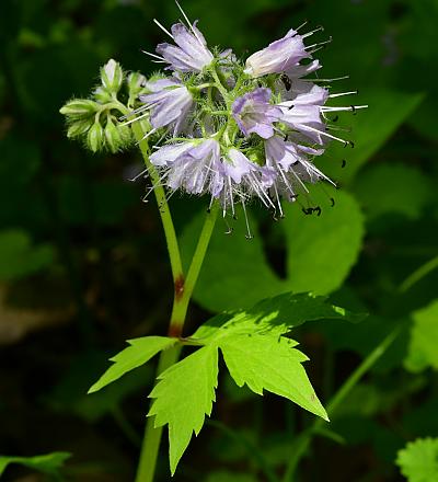 Hydrophyllum_virginianum_inflorescence3.jpg