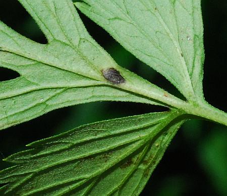 Hydrophyllum_virginianum_leaf2.jpg