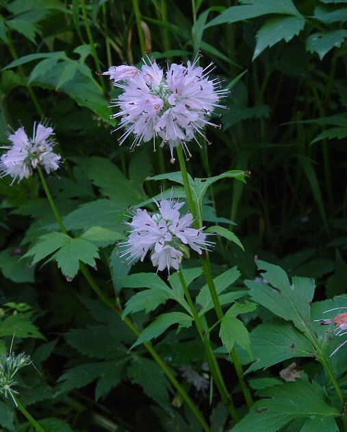 Hydrophyllum_virginianum_plant.jpg