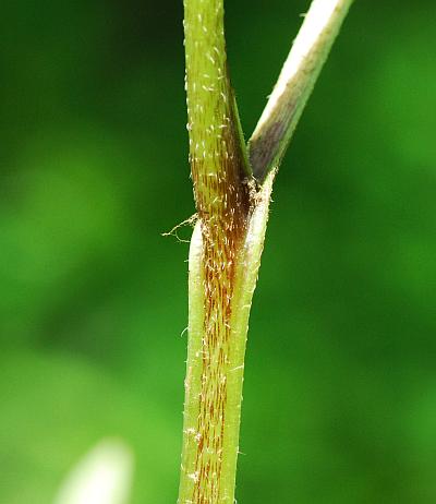 Hydrophyllum_virginianum_stem2.jpg