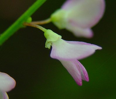 Hylodesmum_glutinosum_calyx.jpg