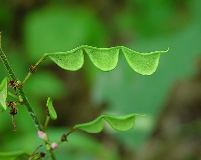 Hylodesmum_glutinosum_fruits.jpg