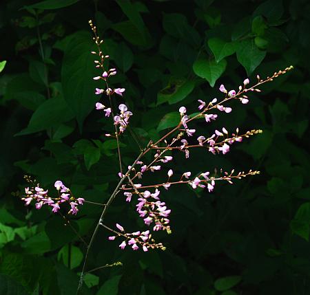 Hylodesmum_glutinosum_inflorescence.jpg