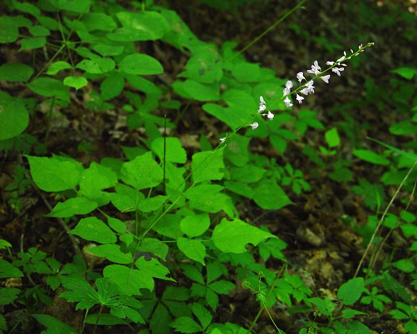 Hylodesmum_glutinosum_plant.jpg