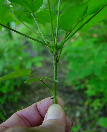 Hylodesmum_glutinosum_stem.jpg