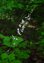 Hylodesmum glutinosum thumbnail