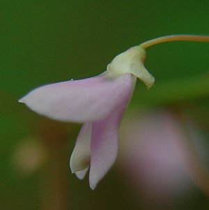 Hylodesmum_nudiflorum_calyx.jpg