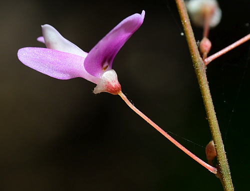 Hylodesmum_nudiflorum_flower1.jpg