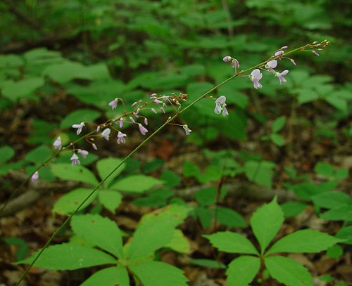 Hylodesmum_nudiflorum_inflorescence.jpg