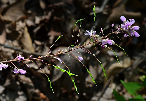 Hylodesmum_nudiflorum_inflorescence1.jpg