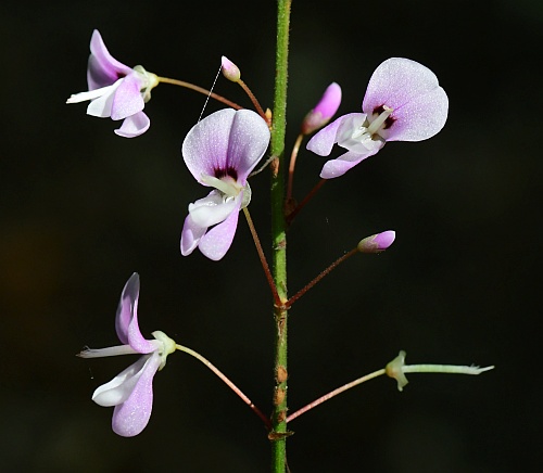 Hylodesmum_nudiflorum_inflorescence2.jpg