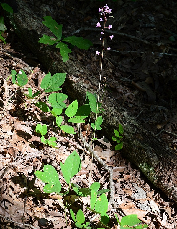 Hylodesmum_nudiflorum_plant.jpg
