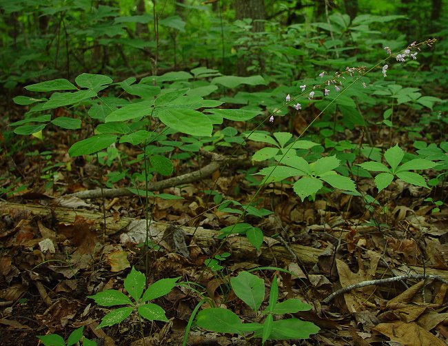 Hylodesmum_nudiflorum_plant2.jpg