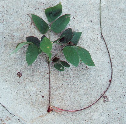 Hylodesmum_nudiflorum_stem.jpg