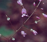 Hylodesmum nudiflorum thumbnail