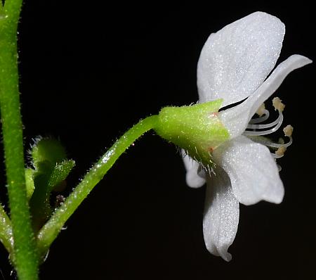 Hylodesmum_pauciflorum_calyx.jpg