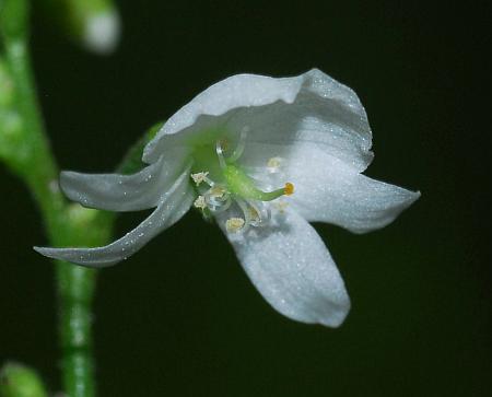 Hylodesmum_pauciflorum_flower2.jpg