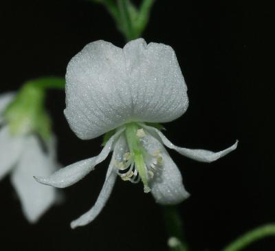 Hylodesmum_pauciflorum_flower3.jpg