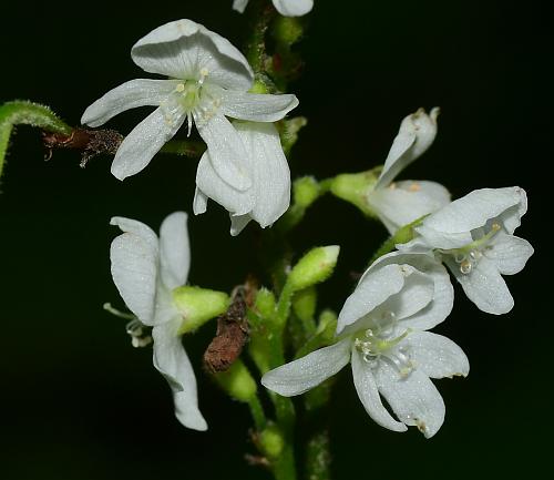 Hylodesmum_pauciflorum_flowers.jpg