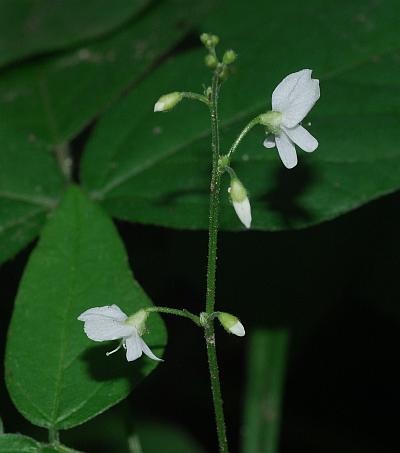 Hylodesmum_pauciflorum_inflorescence.jpg