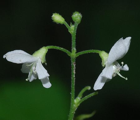 Hylodesmum_pauciflorum_inflorescence2.jpg