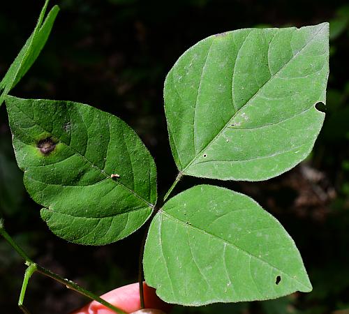 Hylodesmum_pauciflorum_leaf1.jpg
