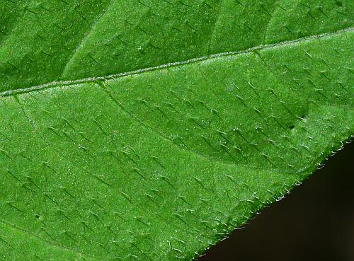 Hylodesmum_pauciflorum_leaf1a.jpg