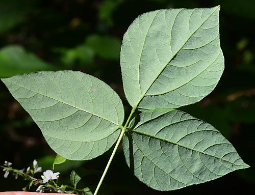 Hylodesmum_pauciflorum_leaf2.jpg
