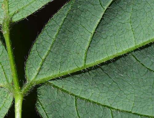 Hylodesmum_pauciflorum_leaf2a.jpg