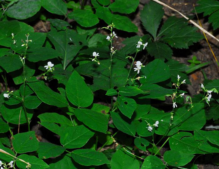 Hylodesmum_pauciflorum_plant.jpg