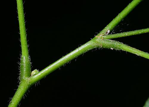 Hylodesmum_pauciflorum_stem.jpg