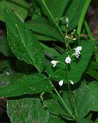 Hylodesmum pauciflorum thumbnail