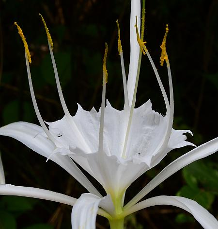 Hymenocallis_caroliniana_corona.jpg