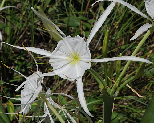 Hymenocallis_caroliniana_flowers1.jpg