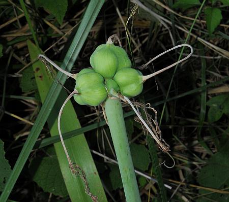 Hymenocallis_caroliniana_fruits.jpg