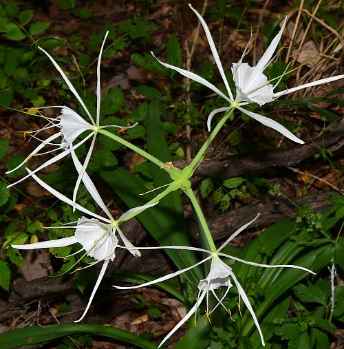 Hymenocallis_caroliniana_inflorescence.jpg