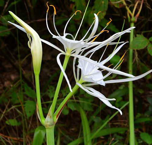 Hymenocallis_caroliniana_inflorescence2.jpg