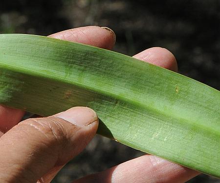 Hymenocallis_caroliniana_leaf2.jpg