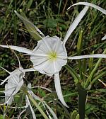 Hymenocallis caroliniana thumbnail