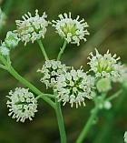 Hymenopappus scabiosaeus thumbnail