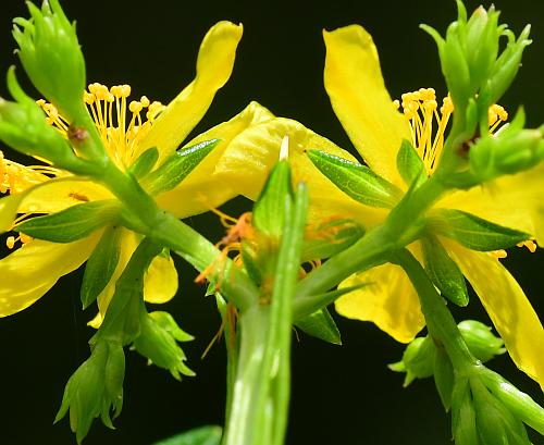 Hypericum_adpressum_calyces.jpg